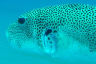 The colourings of this Spotted Puffer Fish brings to mind the coat and camouflage of leopards and cheetahs.