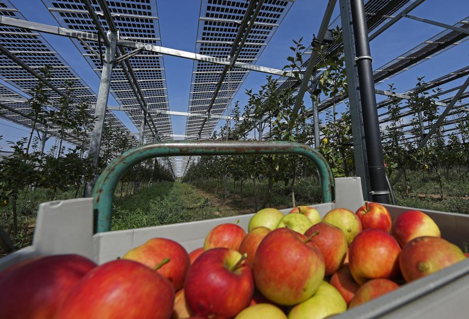 Solar panels are installed over an organic orchard in Gelsdorf, western Germany, Tuesday, Aug. 30, 2022. Solar installations on arable land are becoming increasingly popular in Europe and North America, as farmers seek to make the most of their land and establish a second source of revenue. (AP Photo/Martin Meissner)