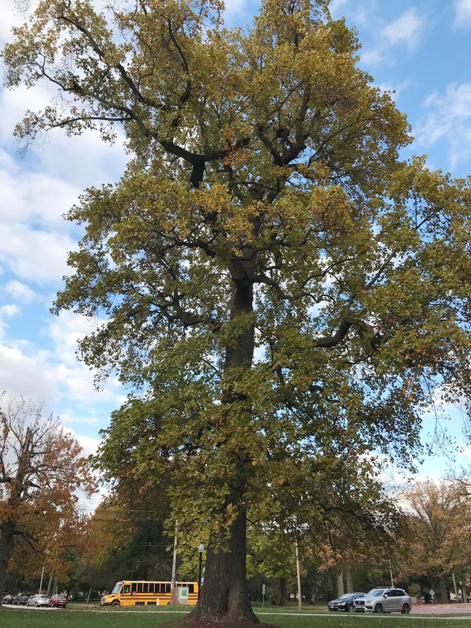 This tuliptree on the Knox College campus is one of arborist Charlie Goodrich’s favorite trees in Galesburg. The tree is massive, with a trunk 60 inches in diameter.