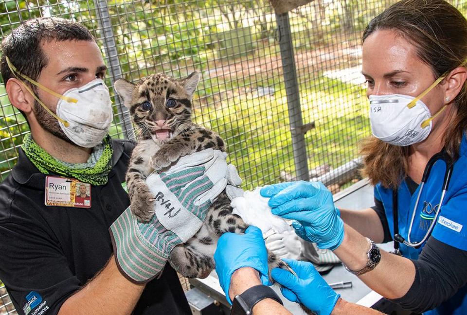 Two highly endangered clouded leopards were born at Zoo Miami Feb. 11.  Pictured, a cub gets its vaccinations April 7, 2020, by left, Zookeeper Ryan Paoletti and Associate Veternarian Marisa Bezjian.