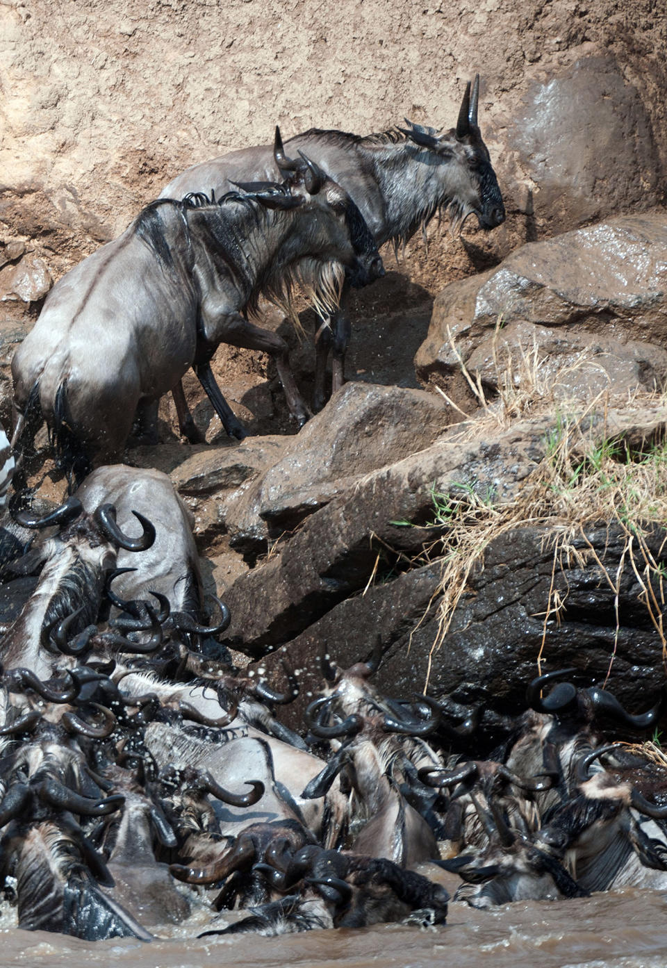 Herding home: Wildebeest photographed in mass migration