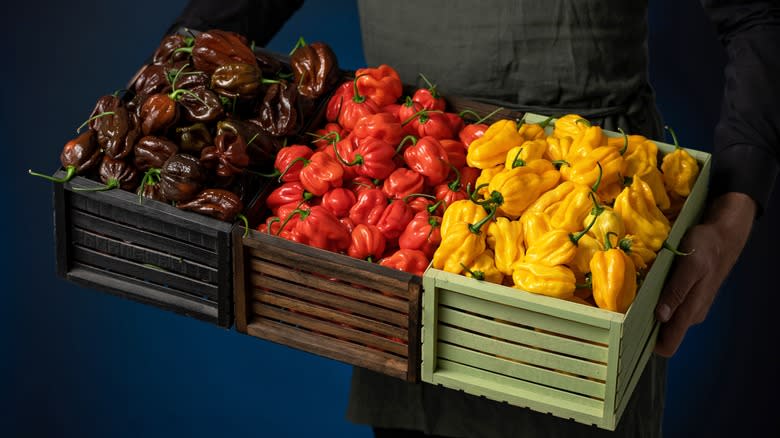 three habanero varieties in crates