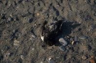 A dead bird is seen on a beach near a dead seal, in Nome