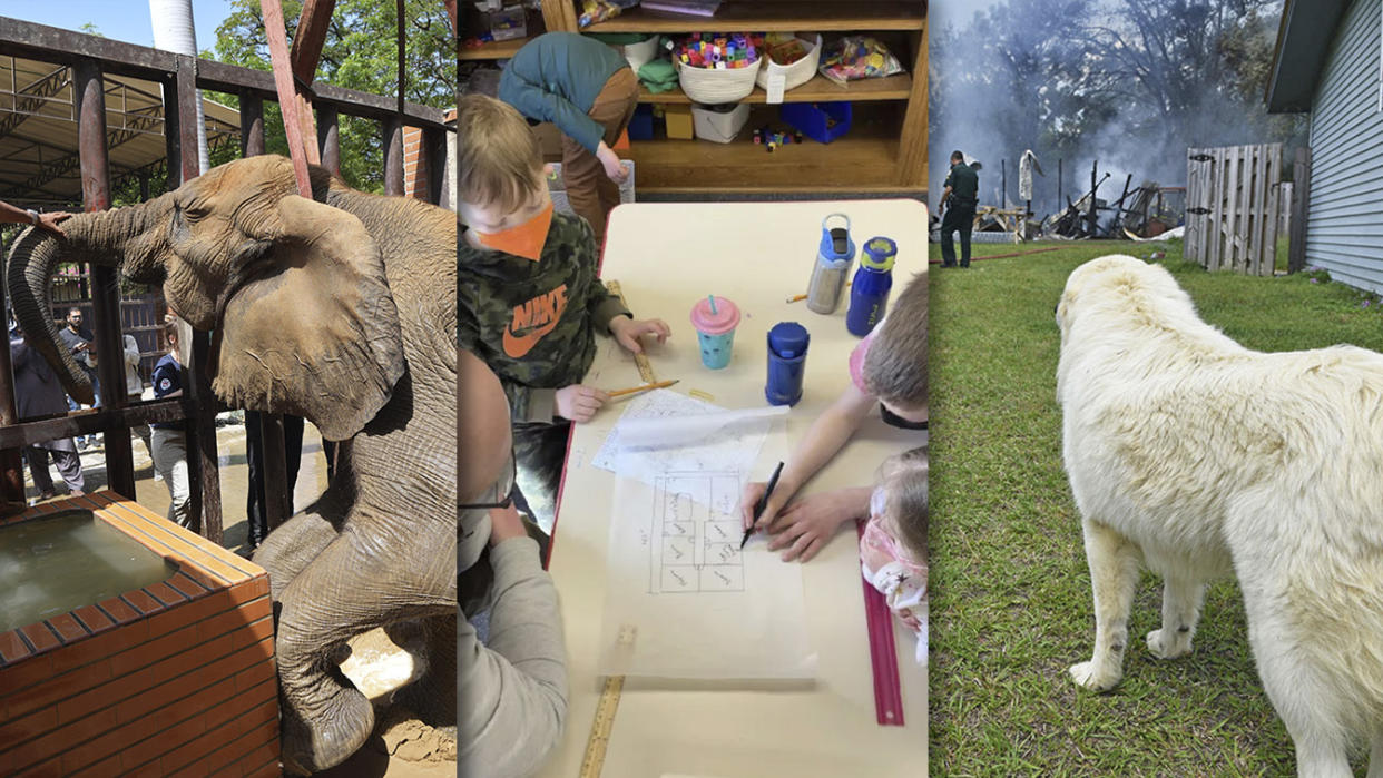 Three photos show an elephant, kids at a drawing table, and a dog.