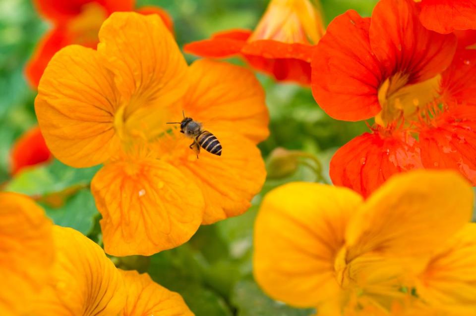 花叢間有翩飛的蜜蜂、蝴蝶，大地很有生氣。