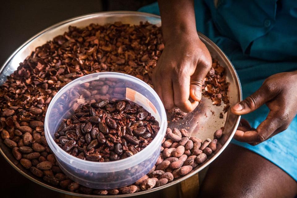 Cacao beans