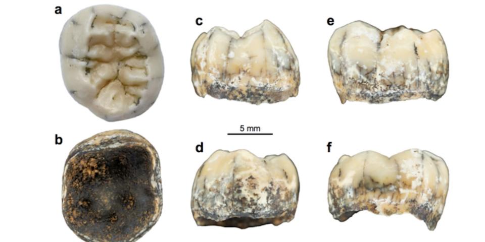 Views of the TNH2-1 specimen, Nature Communications.