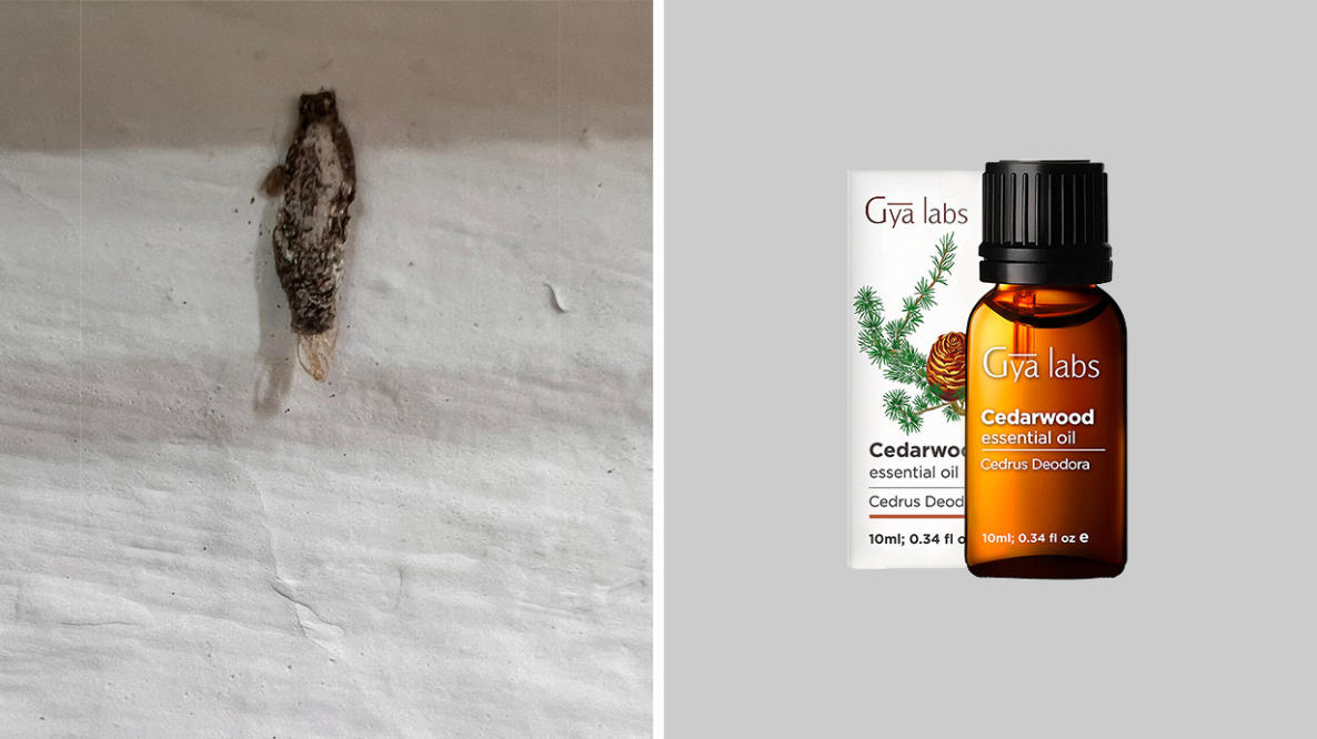 Getting Rid of Moths with Essential Oils