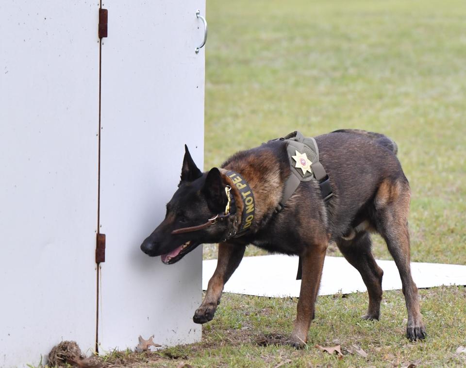 K9 officer Mr. T sniffs a box used in demonstrating a hiding suspect during a demonstration at the Wichita County Law Enforcement Center in Wichita Falls on Wednesday. The Wichita County Sheriff's Office is promoting the National Detector Trials in June.
