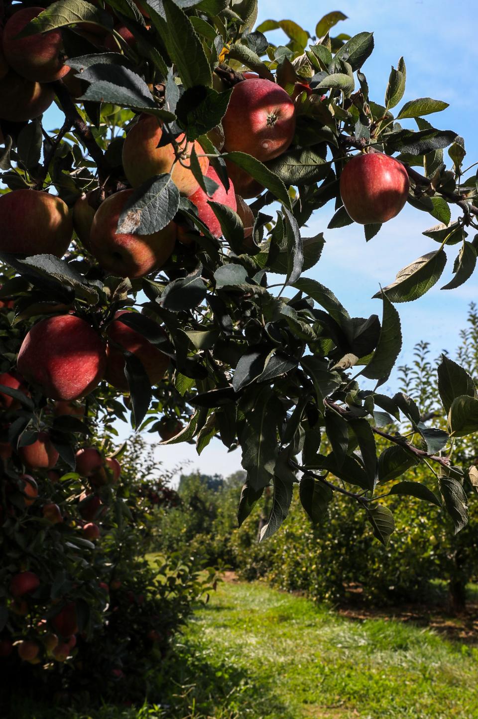 The Huber Orchard in Borden has thousands of apple trees in its 52-acre grove. Around ten apple varieties are grown on the Southern Indiana farm in Clark County. Sept. 2021