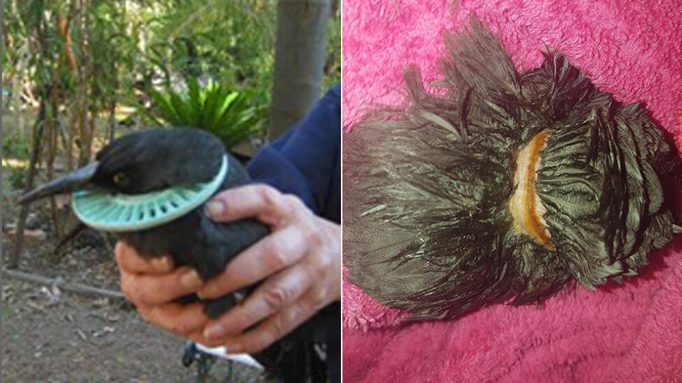 The currawong was found just in time with a pool filter cutting deep into his neck. Before (left) and after the rescue (right). Source: Facebook