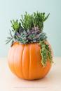 <p>Fill pumpkins with trendy succulents to add a touch of nature to your Halloween gathering. <br></p><p><em><a href="https://www.succulentsandsunshine.com/succulent-pumpkin-centerpiece/" rel="nofollow noopener" target="_blank" data-ylk="slk:Get the tutorial at Succulents and Sunshine »;elm:context_link;itc:0;sec:content-canvas" class="link ">Get the tutorial at Succulents and Sunshine »</a></em></p><p><a class="link " href="https://www.amazon.com/Succulent-Plants-Fully-Rooted-Planter/dp/B079RKPQSP/?tag=syn-yahoo-20&ascsubtag=%5Bartid%7C10055.g.33437890%5Bsrc%7Cyahoo-us" rel="nofollow noopener" target="_blank" data-ylk="slk:SHOP SUCCULENTS;elm:context_link;itc:0;sec:content-canvas">SHOP SUCCULENTS</a></p>