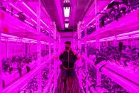 Un hombre mira las verduras que crecen en el interior del container convertido en huerto urbano en Singapur. (Foto: Roslan Rahman / AFP / Getty Images).