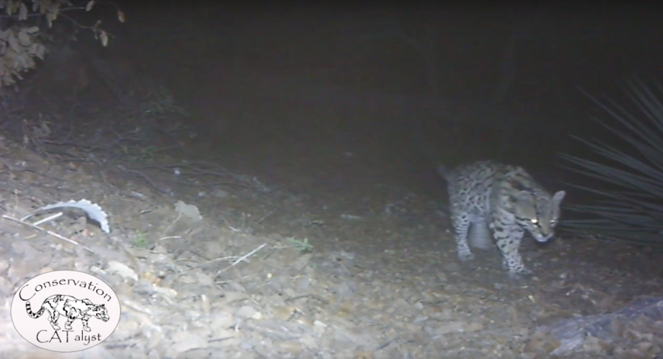 A rare ocelot was captured by a trail camera in a mountain range south of Tucson on Jan. 14, 2020. Ocelots are not often sighted in Arizona.