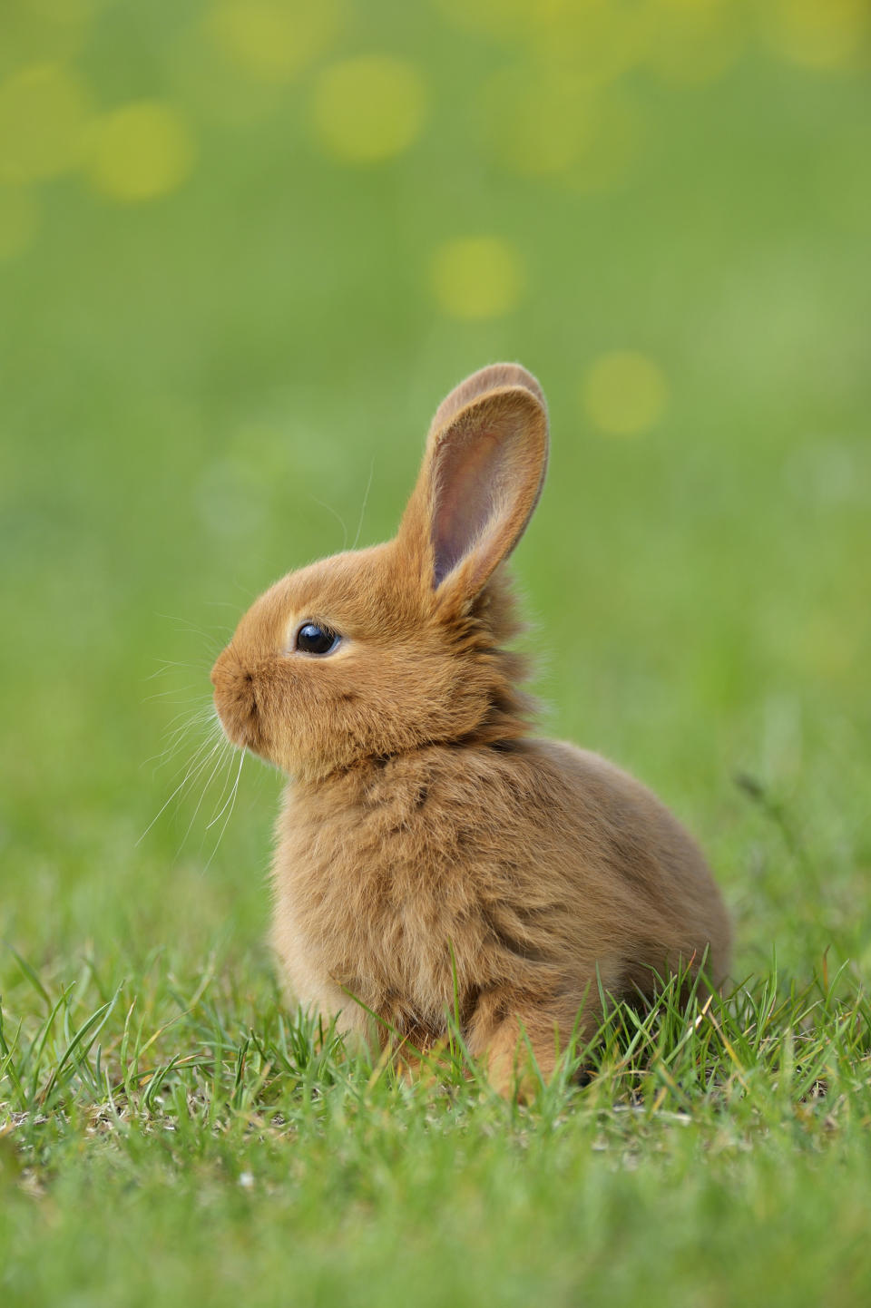 Baby rabbit (bunny) in spring flower meadow. Bavaria, Germany.