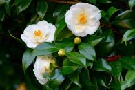 <p>These evergreen shrub-like trees have waxy blooms that are so lush that they almost don’t look real. They come in many colors, including red, pink and white. </p><p>Unlike many white flowering trees, which bloom in spring, most types of camellias bloom in fall or late winter, so you can extend your garden’s flowering season with this beautiful plant. </p><p><strong>Scientific name:</strong> <em>Camellia</em></p><p><strong>Mature size: </strong>10 to 12 feet tall, 6 to 8 feet wide</p><p><strong>USDA Hardiness zones:</strong> 7 to 10</p>