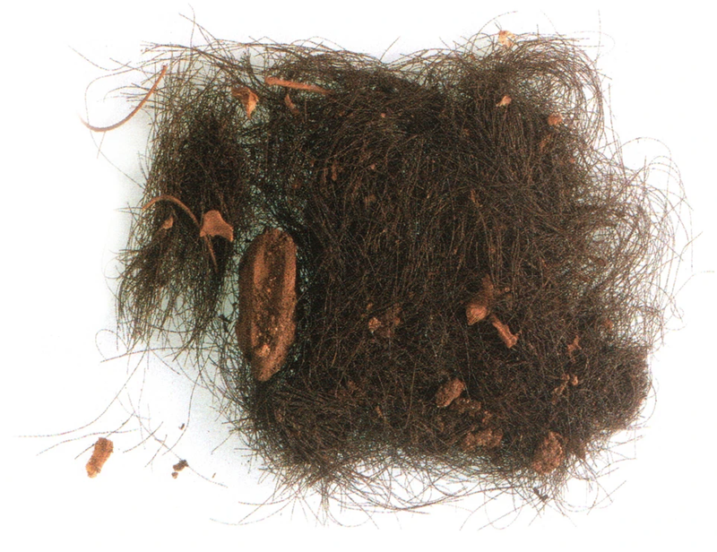 The ancient hair, flecked with bones.