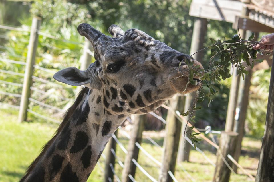 Rafiki eating leaves. He was one of the zoo's first giraffes to participate in voluntary hoof trims and other care, contributing to how they cares for other giraffes.