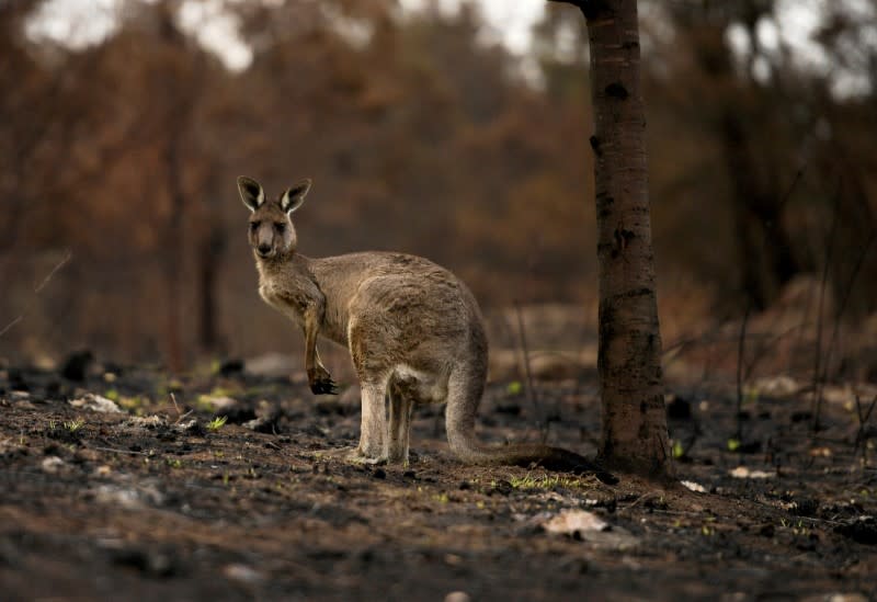 FILE PHOTO: An injured kangaroo limps through burnt bushland in Cobargo