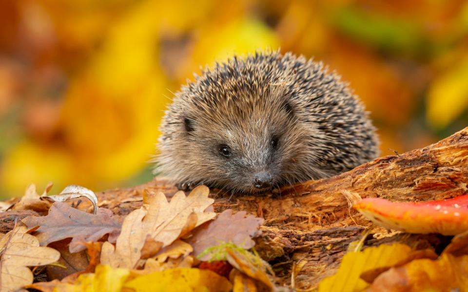 hedgehog - Getty