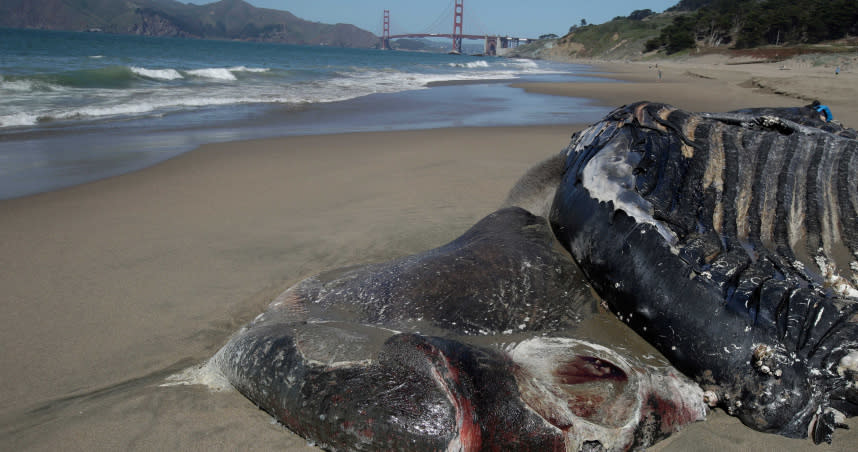 美國舊金山灣區出現4頭灰鯨的屍體。（圖／達志／美聯社）