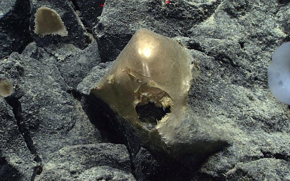 Das mysteriöse goldene Objekt wurde aus einer Tiefe von 3,2 km im Pazifik vor der Küste Alaskas geborgen