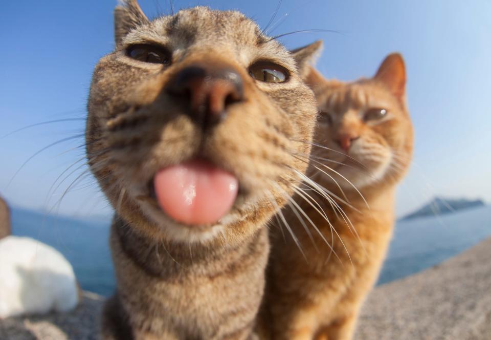 A cat with its tongue sticking out as another cat looks on.