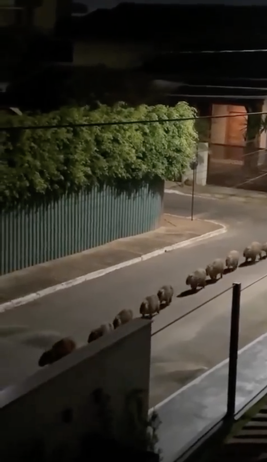 A line of capybaras walking down a quiet, nighttime street in a residential neighborhood