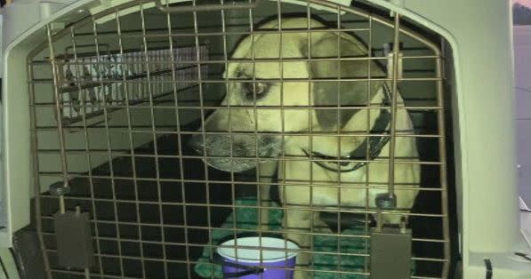 More than 150 dogs, cats and guinea pigs displaced by Hurricane Ian were flown to the Pacific Northwest on Sunday.