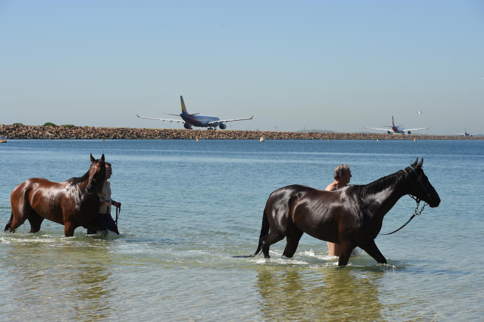 A man takes his horses for a dip to cool off in the water at Kyeemagh in Sydney. Source: AAP Image/Dean Lewins