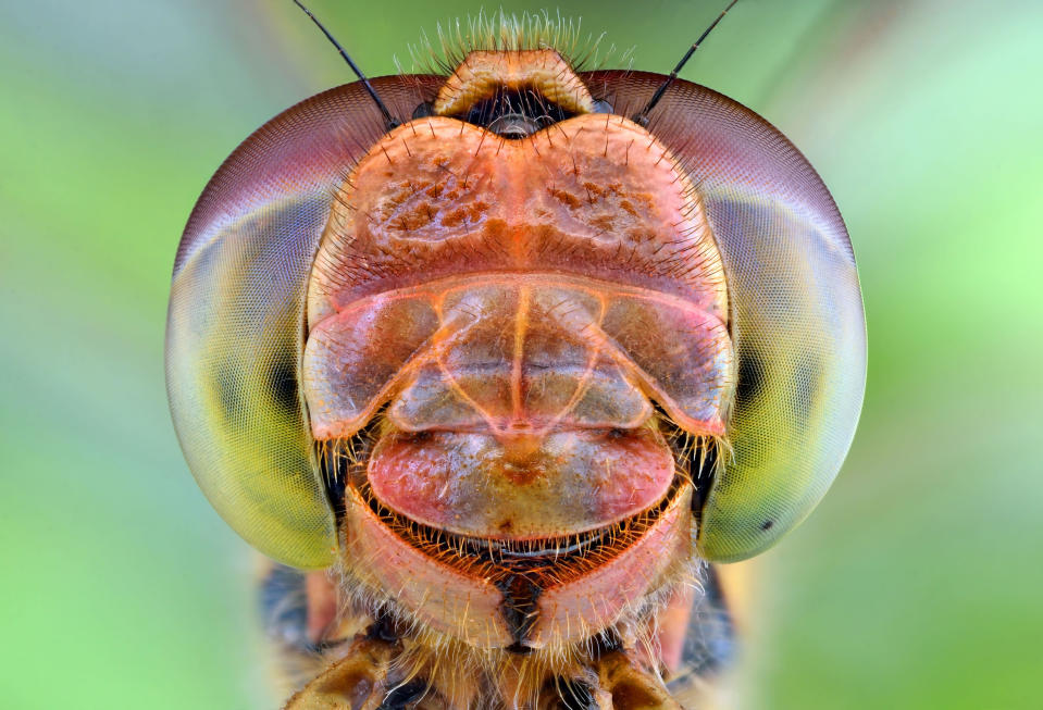 A 'smiling' dragonfly. (PIC BY IRENEUSZ IRASS WALEDZIK / CATERS NEWS)