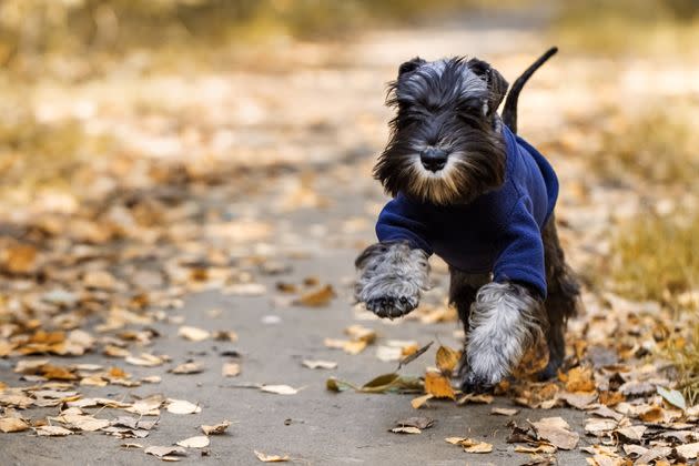 Everything you need when you're out and about with your pup. (Photo: rbkomar via Getty Images)