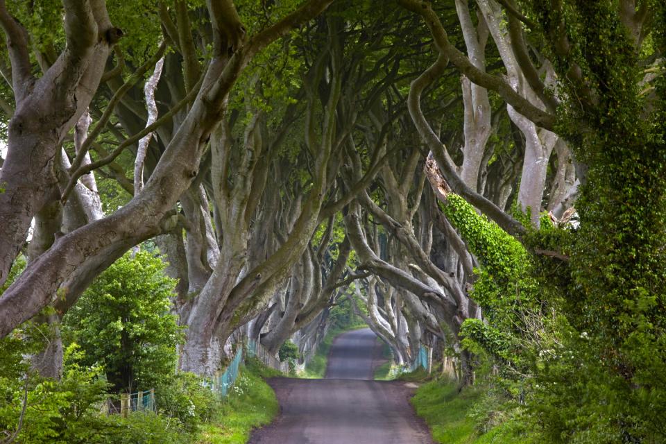 Bregagh Road in Ballymoney, Northern Ireland, is a verdant street designed in the 18th century. Nicknamed Dark Hedges, the road will be instantly recognizable to fans of the HBO show <em>Game of Thrones.</em>