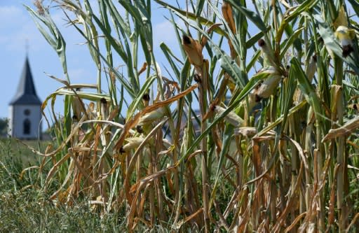 A dried cornfield is in Mitschdorf, eastern France