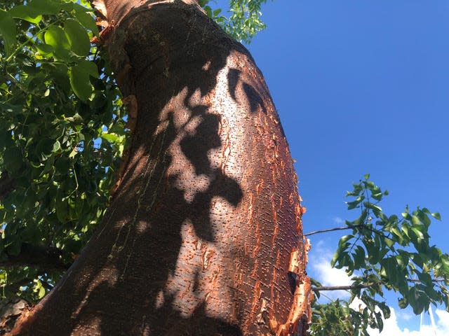 The gumbo limbo can reach up to 50 feet high.