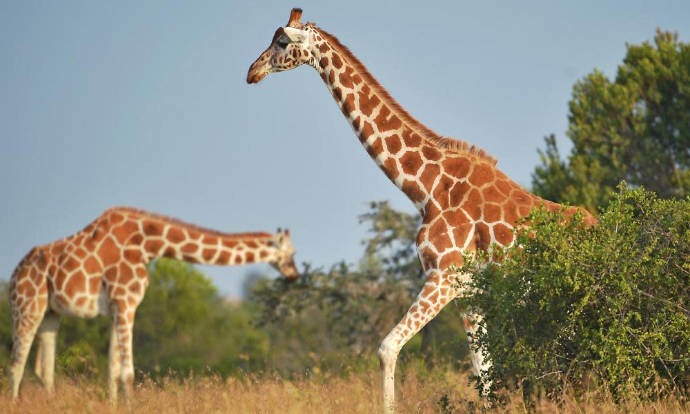 Giraffes in Laikipia county, Kenya. Once common across sub-Saharan Africa, giraffes are now listed as Vulnerable on the IUCN Red List population following a population decline of up to 40% over the last 30 years. 