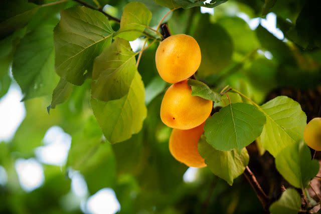 <p>Riccardo Lopez/Courtesy of American Academy in Rome</p> Nectarines growing in the Academy’s kitchen garden.