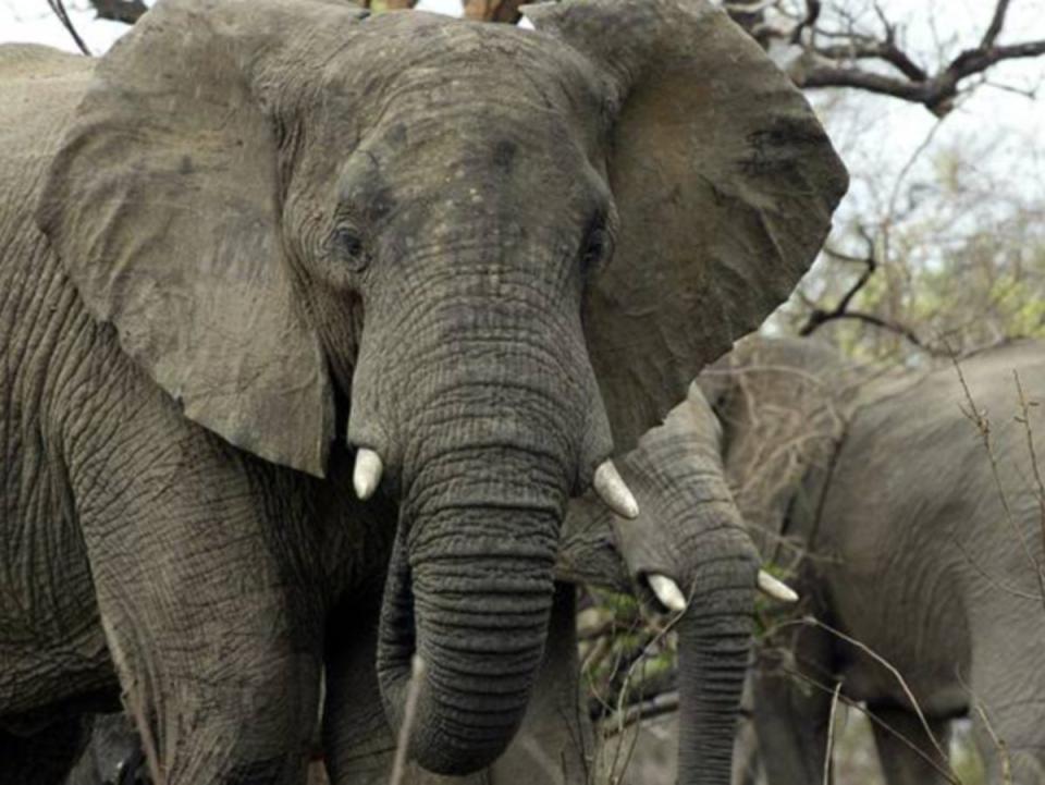 Experts say elephants who see their family members killed suffer lasting trauma that increases their risk of conflict with humans (AFP via Getty Images)