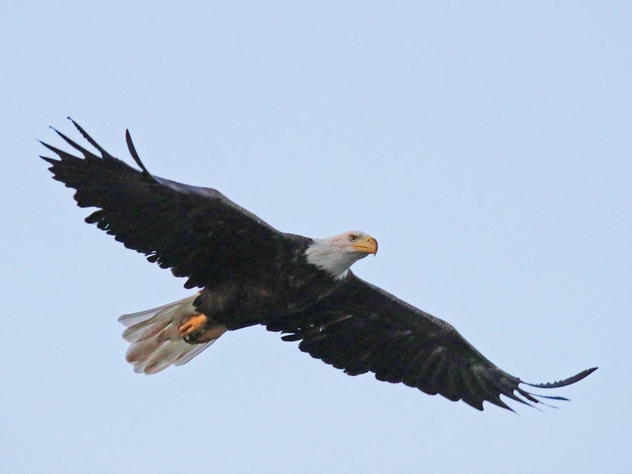 An American bald eagle flies over Mill Pond on 2 August 2018 in Centerport, New York: (Getty Images)