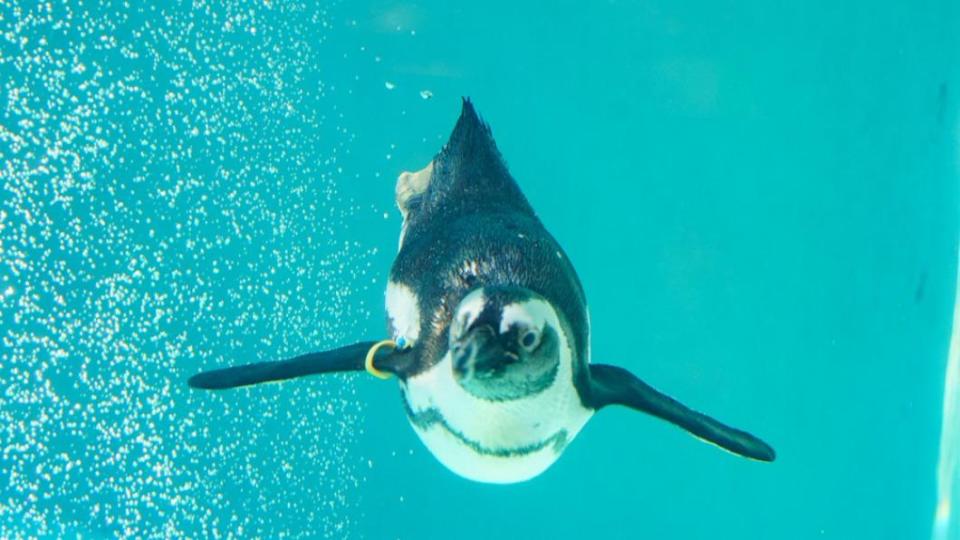 企鵝們在水中游泳、拍打翅膀的樣子，如同鳥在天上飛。（圖／台北市立動物園提供）