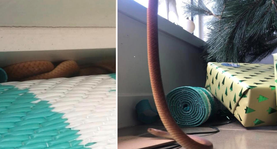 eastern brown snake found under christmas tree in Queensland home. 