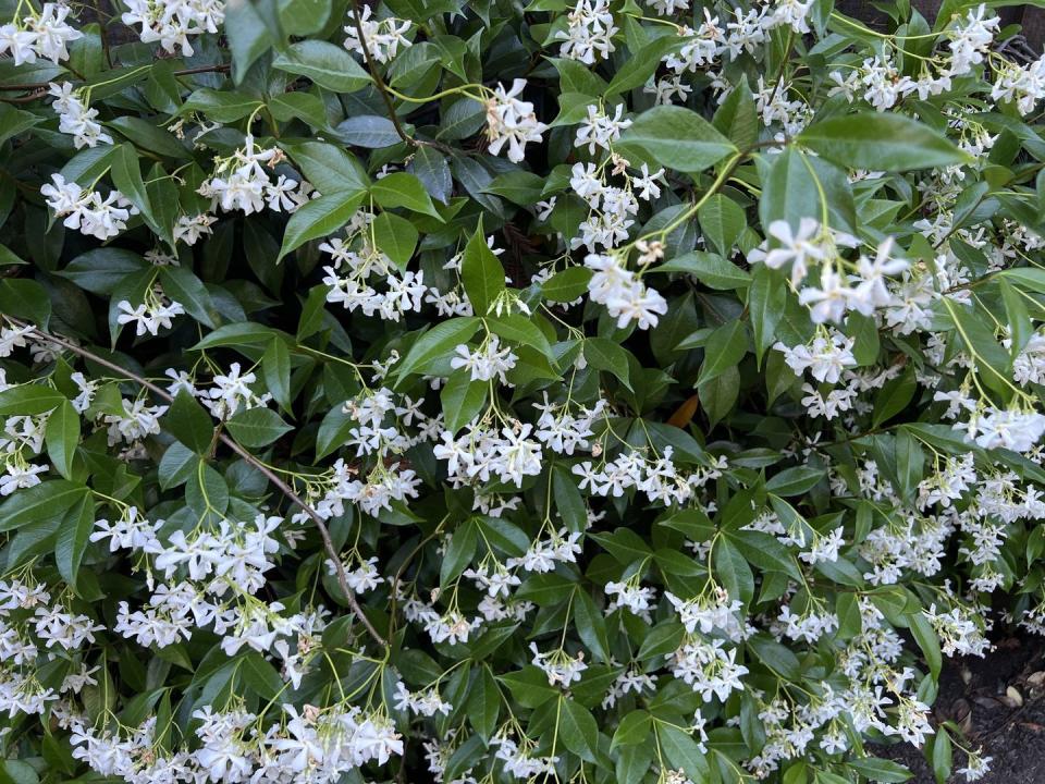 trachelospermum jasminoides