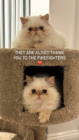 <p>Cara Delevingne/Instagram</p> Cara Delevingne confirms her cats are alive after fire.