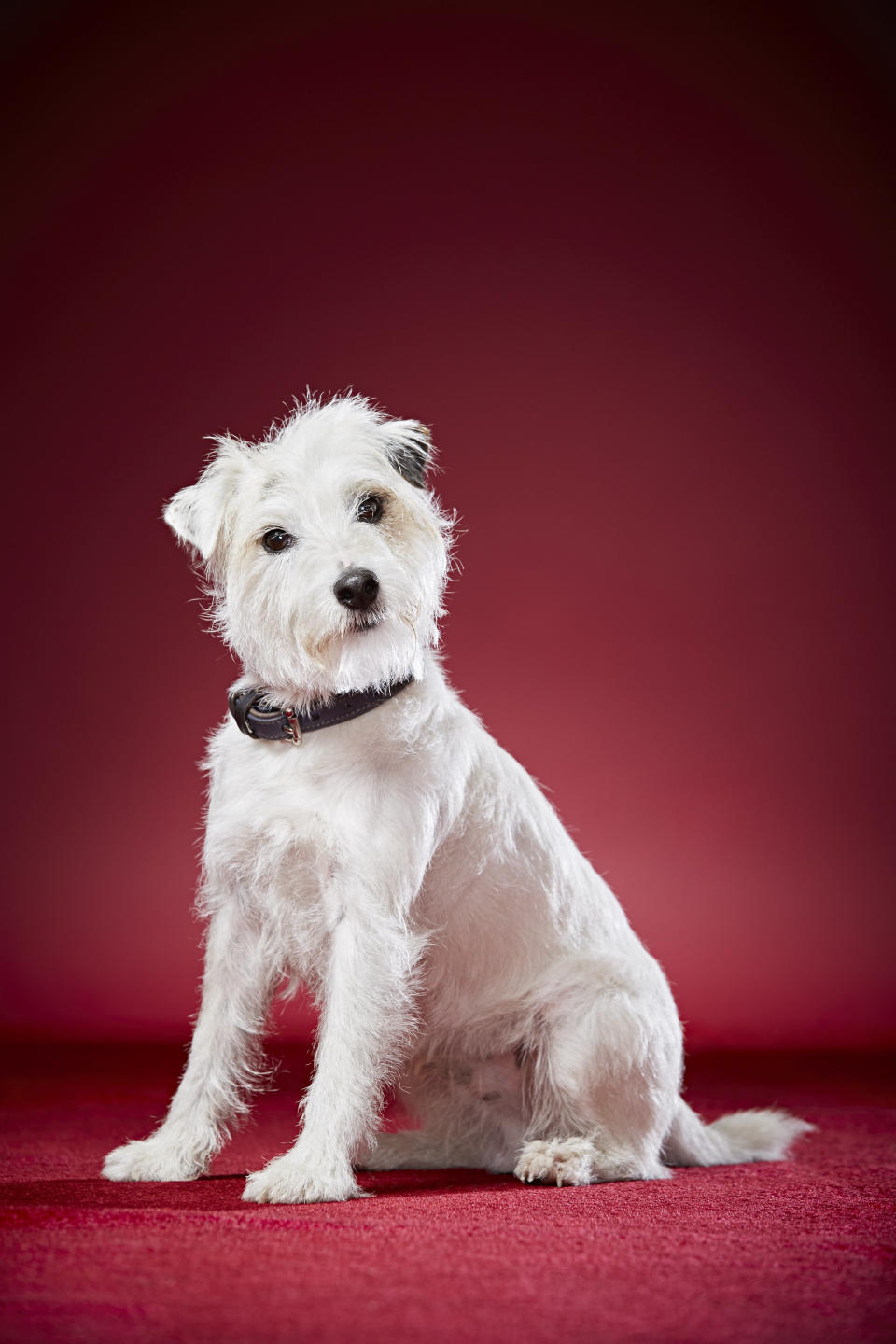 Smurf, a Parson Russell Terrier from Hertfordshire, U.K., holds the record for <a href="http://www.guinnessworldrecords.com/news/2016/9/talented-terrier-smurf-enters-guinness-world-records-2017-book-for-performing-mos-443137" target="_blank">most tricks performed by a dog in one minute</a>: 32. Tricks include crawling backwards, walking on hind legs and even making a cup of tea.