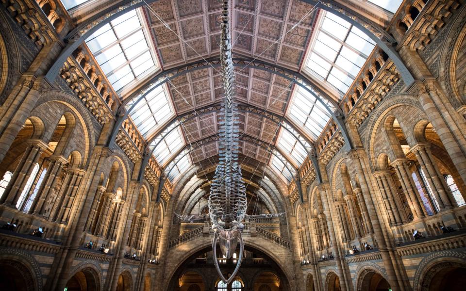 Blue whale skeleton inside the Natural History Museum - Credit: John Nguyen for the Telegraph