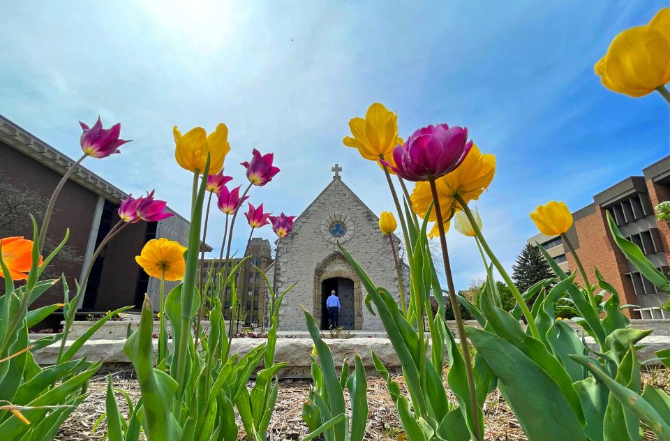 Tulips bloom in front of Joan of Arc chapel on Marquette University Campus on a mild Spring day in Milwaukee on Sun, May 7, 2023.