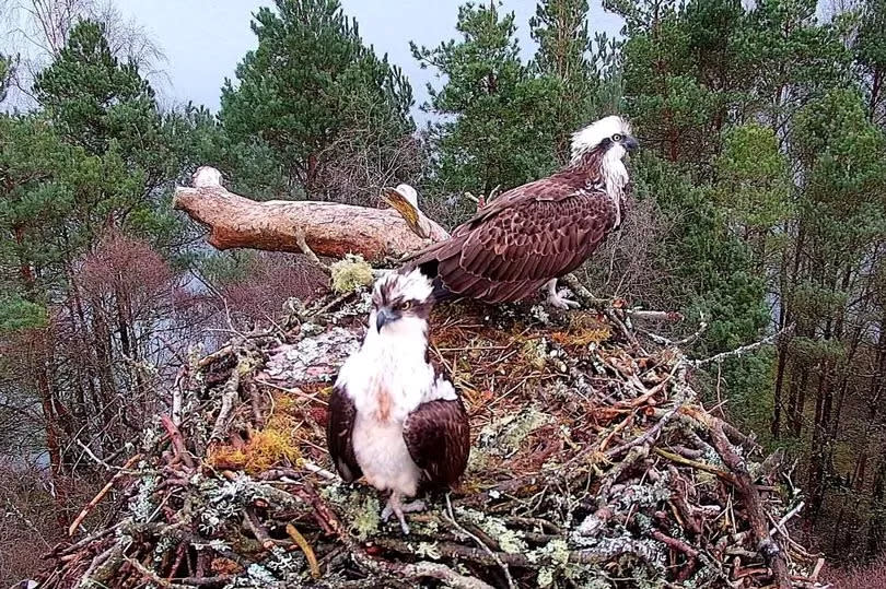 Ospreys NC0 and LM12 reunited at Loch of the Lowes nest near Dunkeld in March -Credit:© Scottish Wildlife Trust 27.3.23 LM12 & NC0 on the nest.jpeg