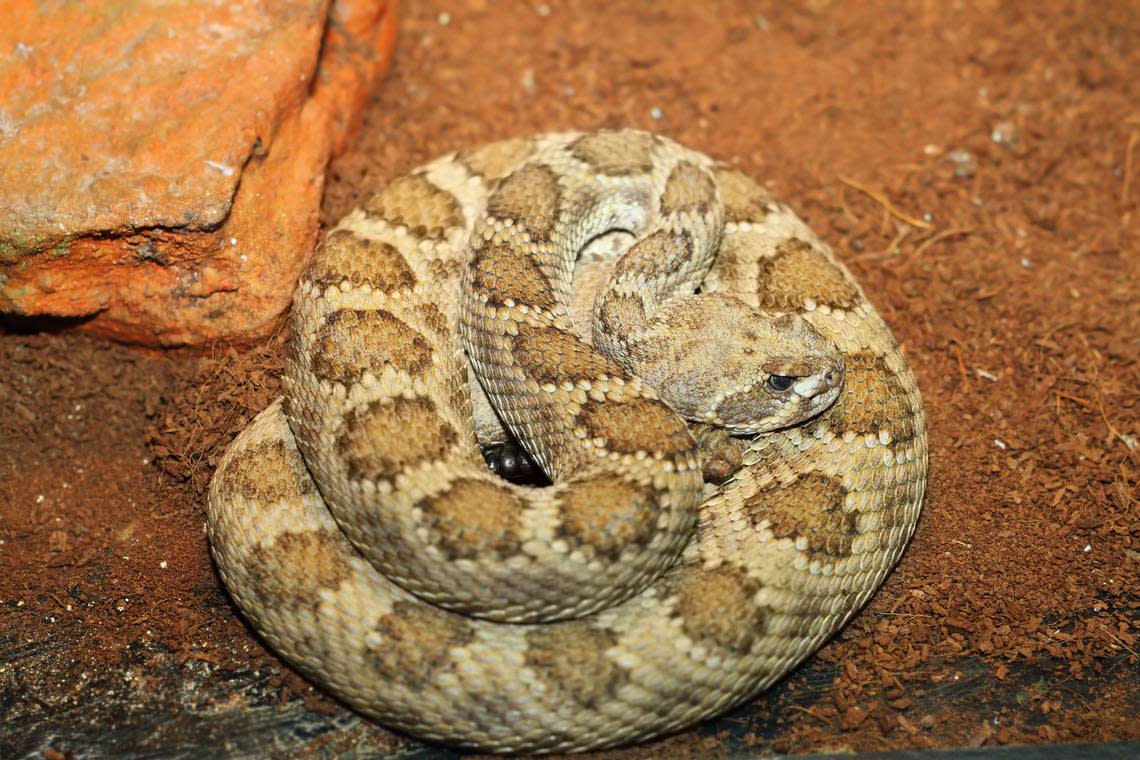 A western rattlesnake basks in a terrarium.