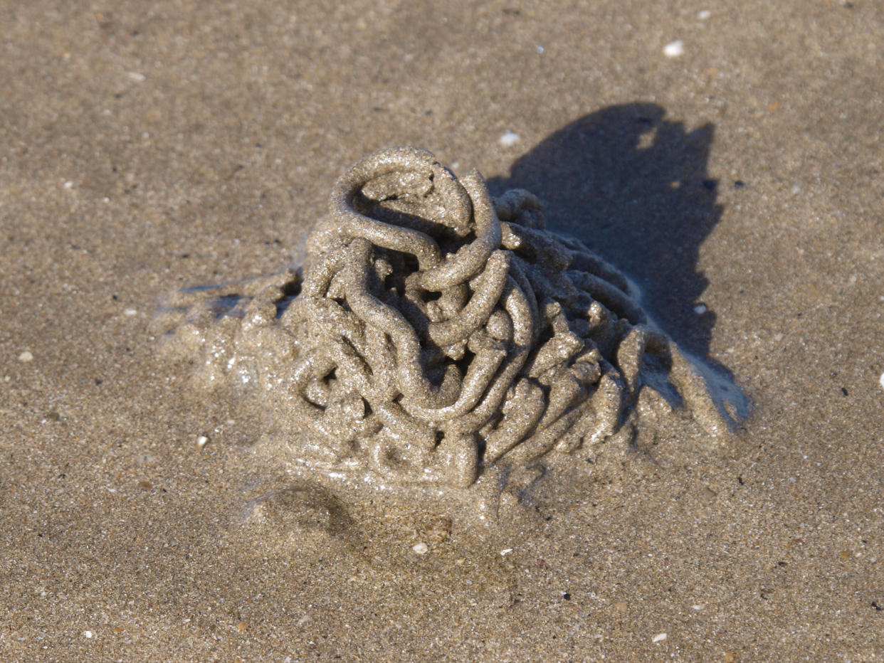 Sur les plages de toute la façade atlantique, c’est sous ces petits tas de sédiments rejetés par l’arénicole que l’on trouve un petit ver marin aux propriété incroyables (photo d’archive prise en 2011).