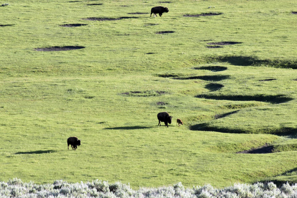 Buffalo, also known as bison, graze in the Lamar Valley of Yellowstone National Park, Thursday, June 13, 2024, near Mammoth Hot Springs, Wyo. A rare white buffalo calf was photographed earlier this month in the park, spurring visitors to try to catch a glimpse of the animal. (AP Photo/Matthew Brown)